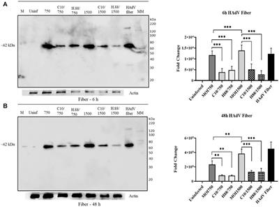 Human adenovirus type 3 restores pharmacologically inhibited exosomal cargo in lung carcinoma cells